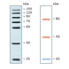 VisiBlot 768 x 768.jpg